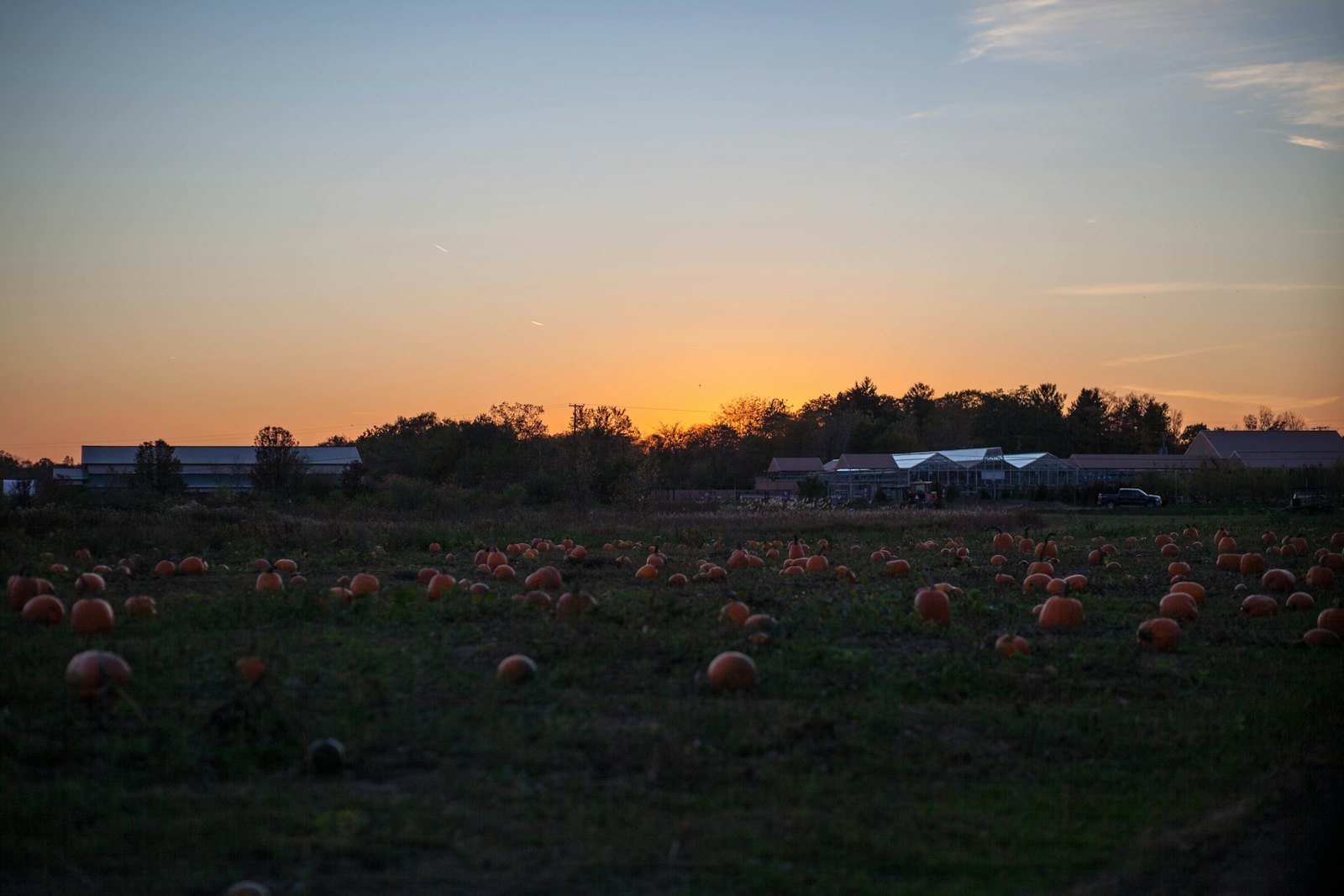 Pumpkins growing in a farm field at sunset during the fall harvest season.